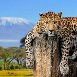 Sariska National Park Weekend Tour 2N/3D